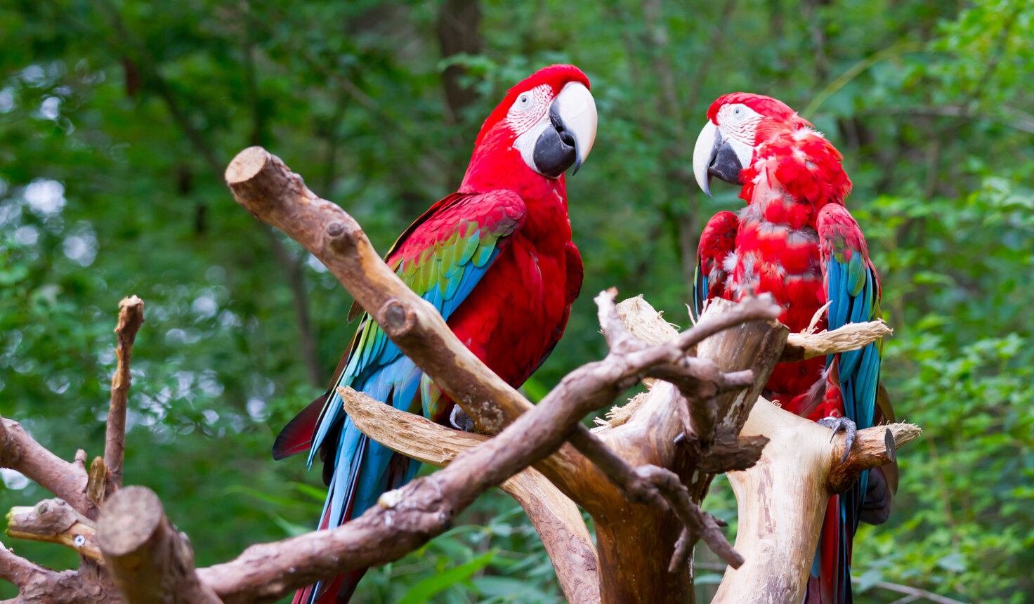 Reiseland Costa Rica-6