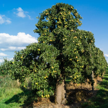 Altes Land bei Hamburg Altes Land bei Hamburg