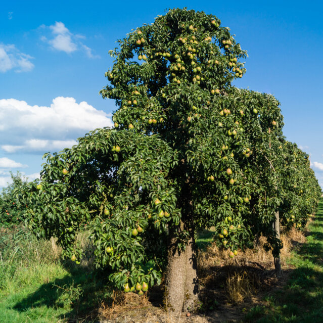 Altes Land bei Hamburg