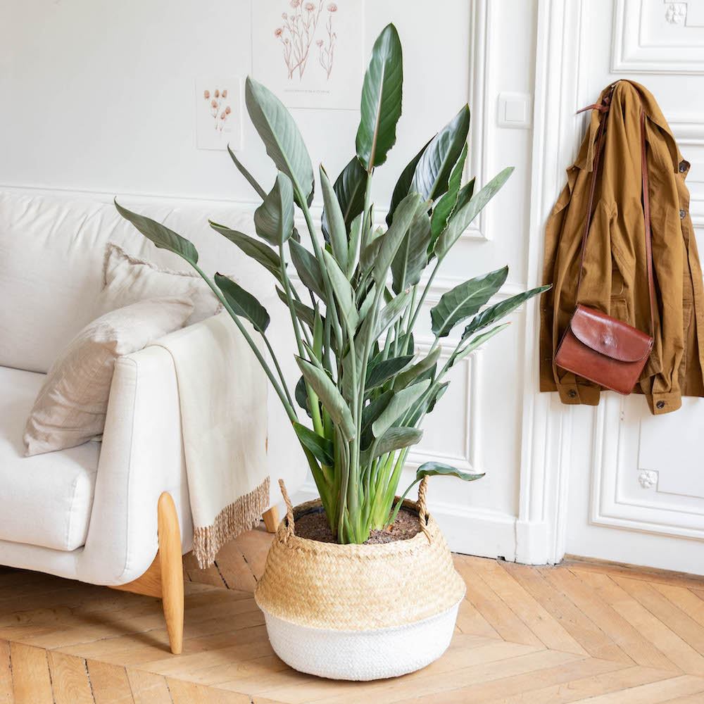 Bergamotte Blumenversand 2