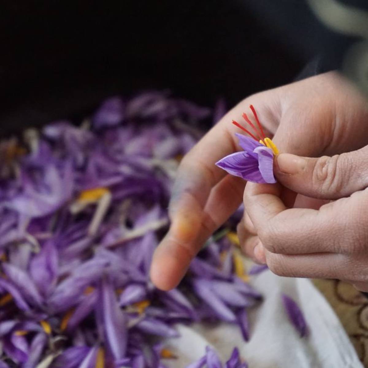 Conflictfood Safran (5)