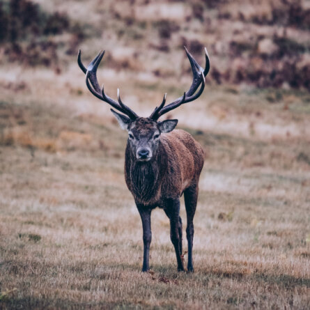 Hirsch