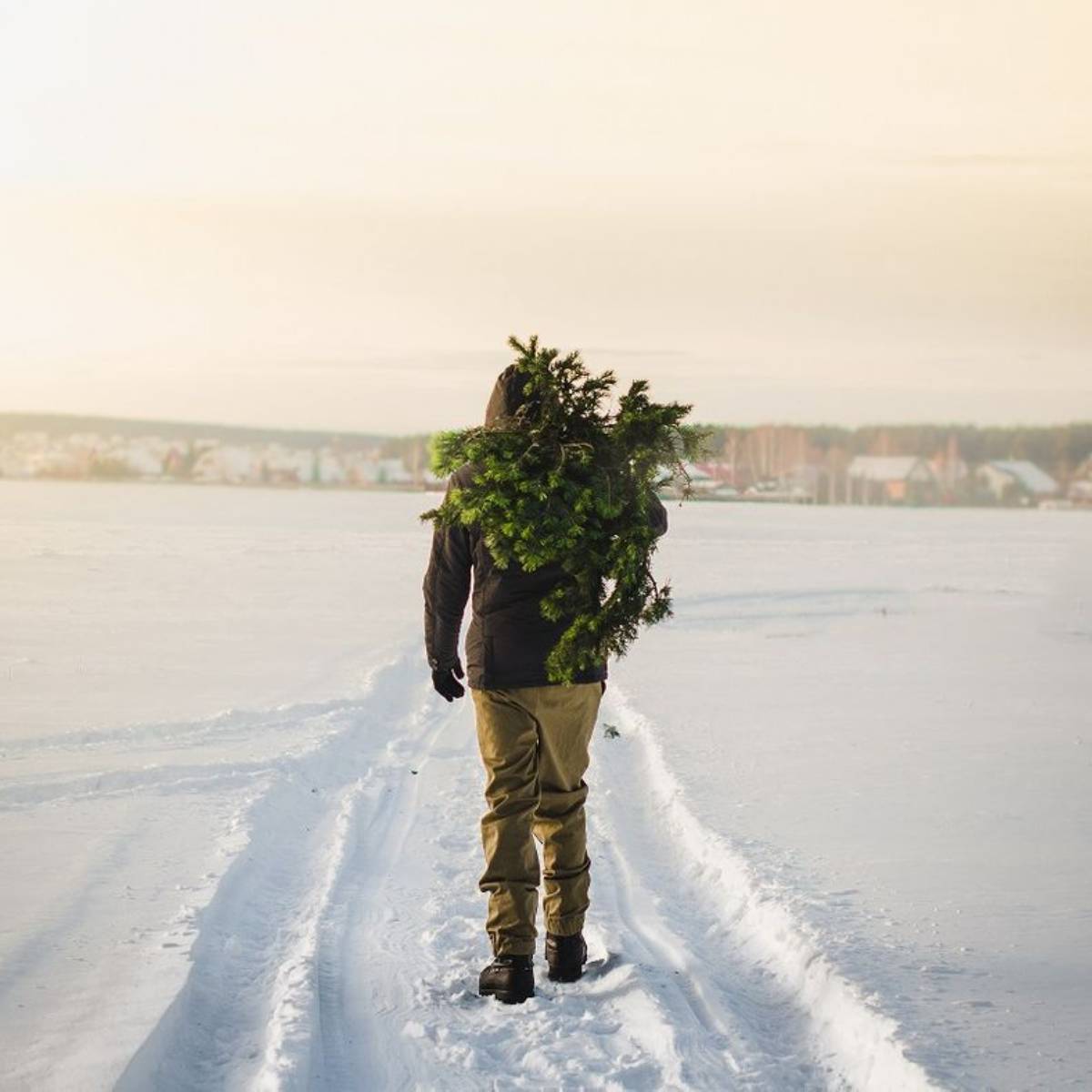 Tannenbaum (1) Tannenbaum (1)