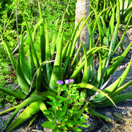 Aloe Vera Mischkultur_Pharmos Natur