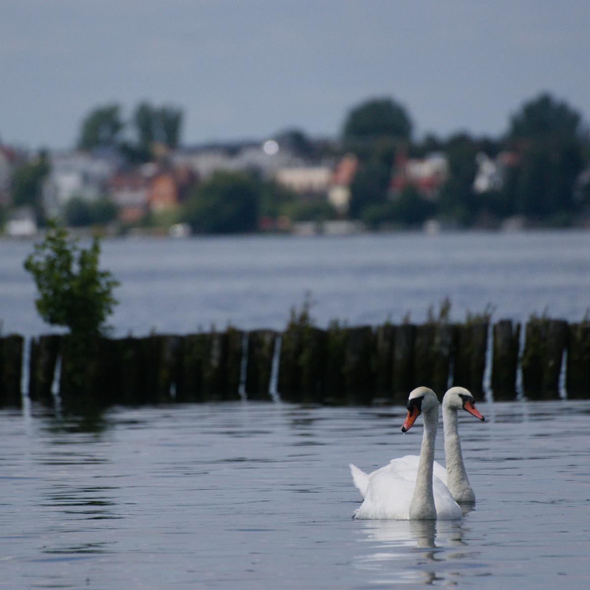 Mueggelsee Ost-Berlin (1)