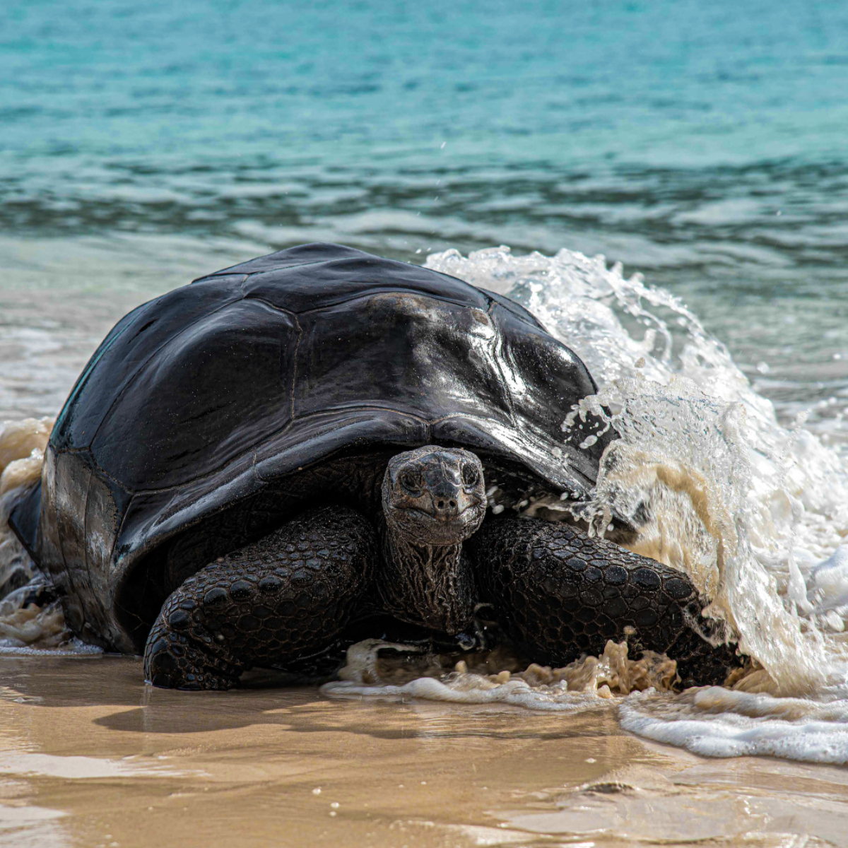 69-Tortue Aldabra, seychelles Studio Ponant-Servane Roy Berton