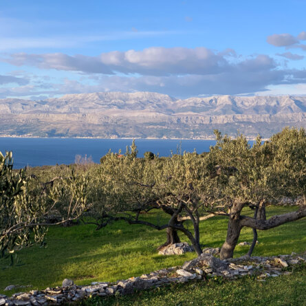 Tovar Oil Olivenoel (2)