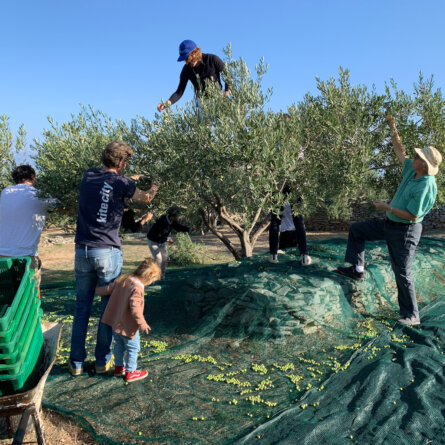 Tovar Oil Olivenoel (4)