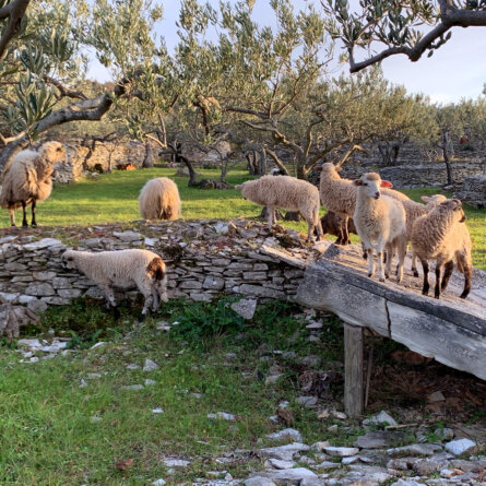 Tovar Oil Olivenoel (6)