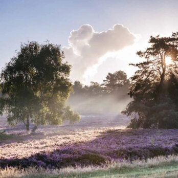 Stimbekhof (13) Stimbekhof (13)