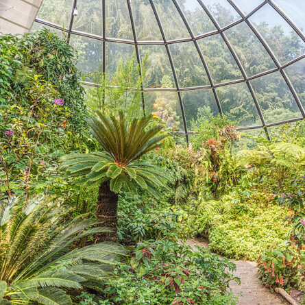 Botanischer Garten Zuerich Farn