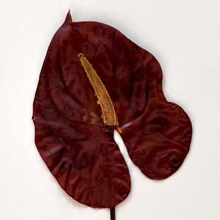 Sabrina Hoelzer Anthurium. Detail from framed plate 50 x70 cm
