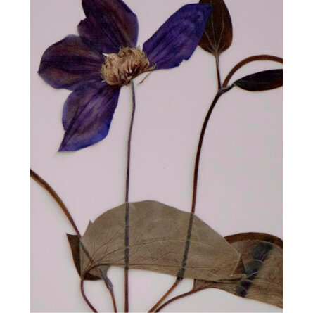 Sabrina Hoelzer Clematis. Detail from framed plate 40 x 50 cm