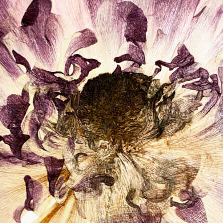 Sabrina Hoelzer Japanese Ranunculus. Detail from framed plate 29,6 x 42,1 cm