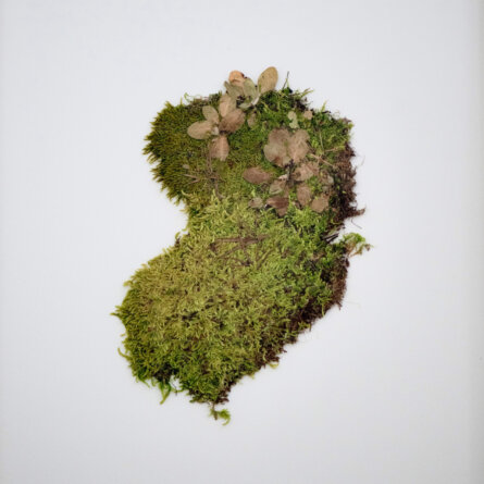 Sabrina Hoelzer Moss. Unframed plate 40 x 50 cm