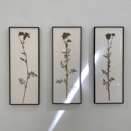 Sabrina Hoelzer Phacelia III. Framed Plate 32,5 x 86 cm