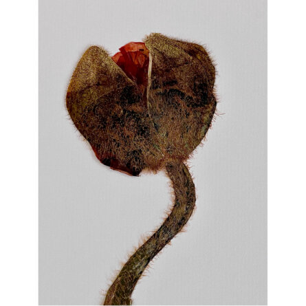 Sabrina Hoelzer Poppy. Detail from framed plate 29,6 x 42,1 cm