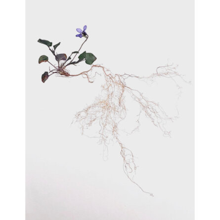 Sabrina Hoelzer Underneath. Early dog-violet. Unframed plate 29,6 x 42,1 cm