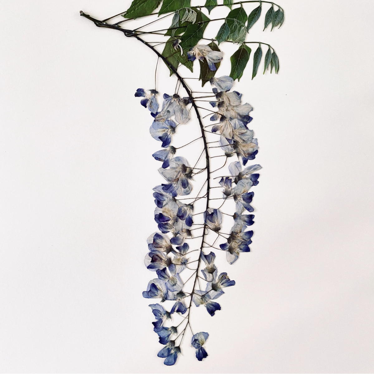 Sabrina Hölzer Wisteria. Detail from framed plate 29,6 x 42,1 cm