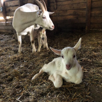 Zicklein vom Karolinenhof Kremmen Zicklein vom Karolinenhof Kremmen