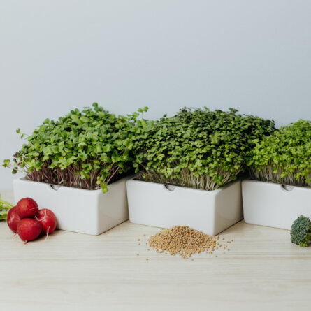 Heimgart Microgreens (1)