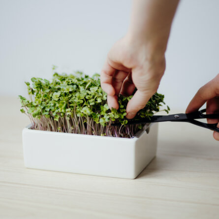 Heimgart Microgreens Ernte