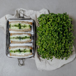 Heimgart Stulle mit Microgreens