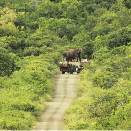 Thanda I South Arfica (29)