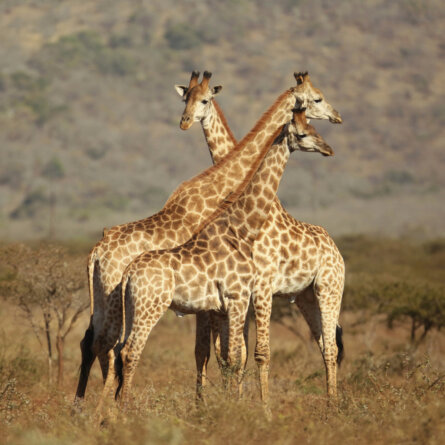 Thanda I South Arfica (3)