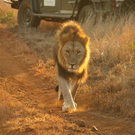 Thanda I South Arfica (30)