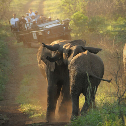 Thanda I South Arfica (31)