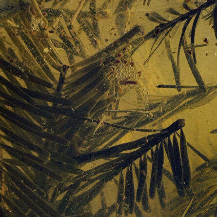 Bruder Markt I Kardelen Ari