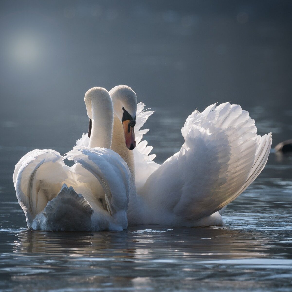 Swans Romance Swans Romance