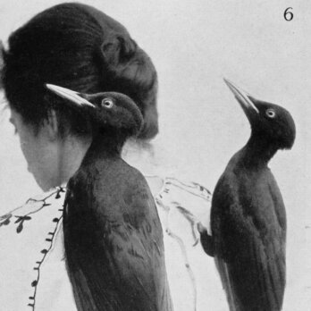 Heinroth Archive (2) Heinroth Archive (2)