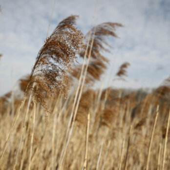 Lobau Wien I Verena Mayer
