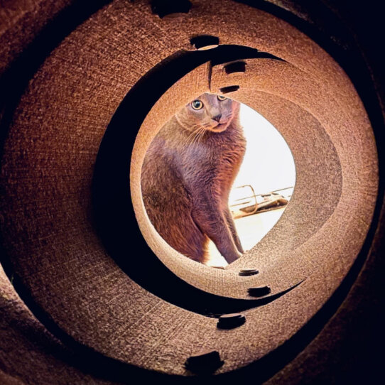 Fuzzplay I Photo Sven Koebisch