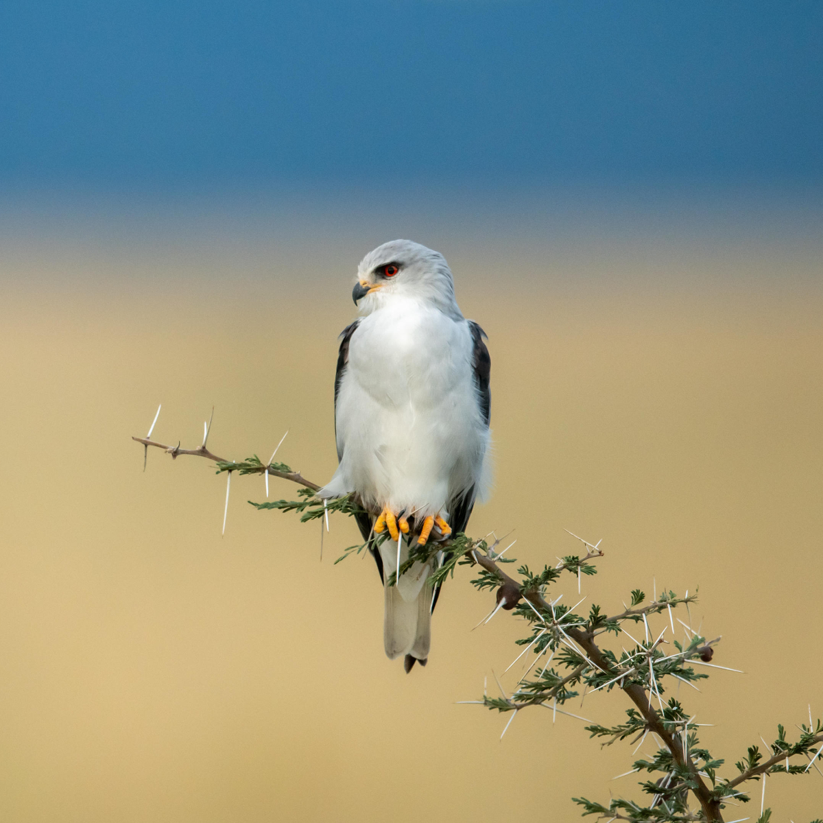 andBeyond Grumeti Serengeti River Lodge (2)