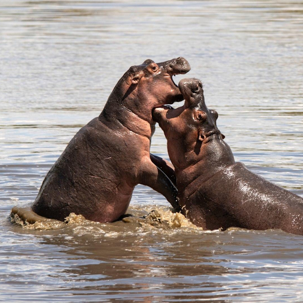 Grumeti Serengeti River Lodge von andBeyond (12)