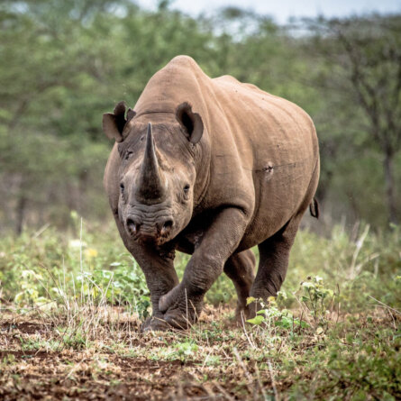 Bayete Zulu Lodge (1)