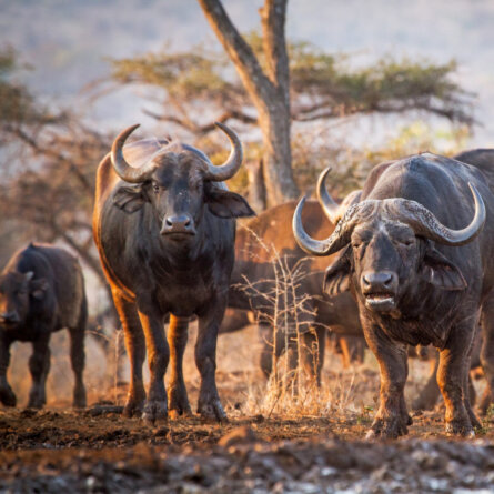 Bayete Zulu Lodge (10)