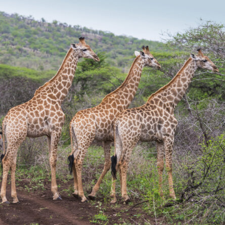 Bayete Zulu Lodge (12)