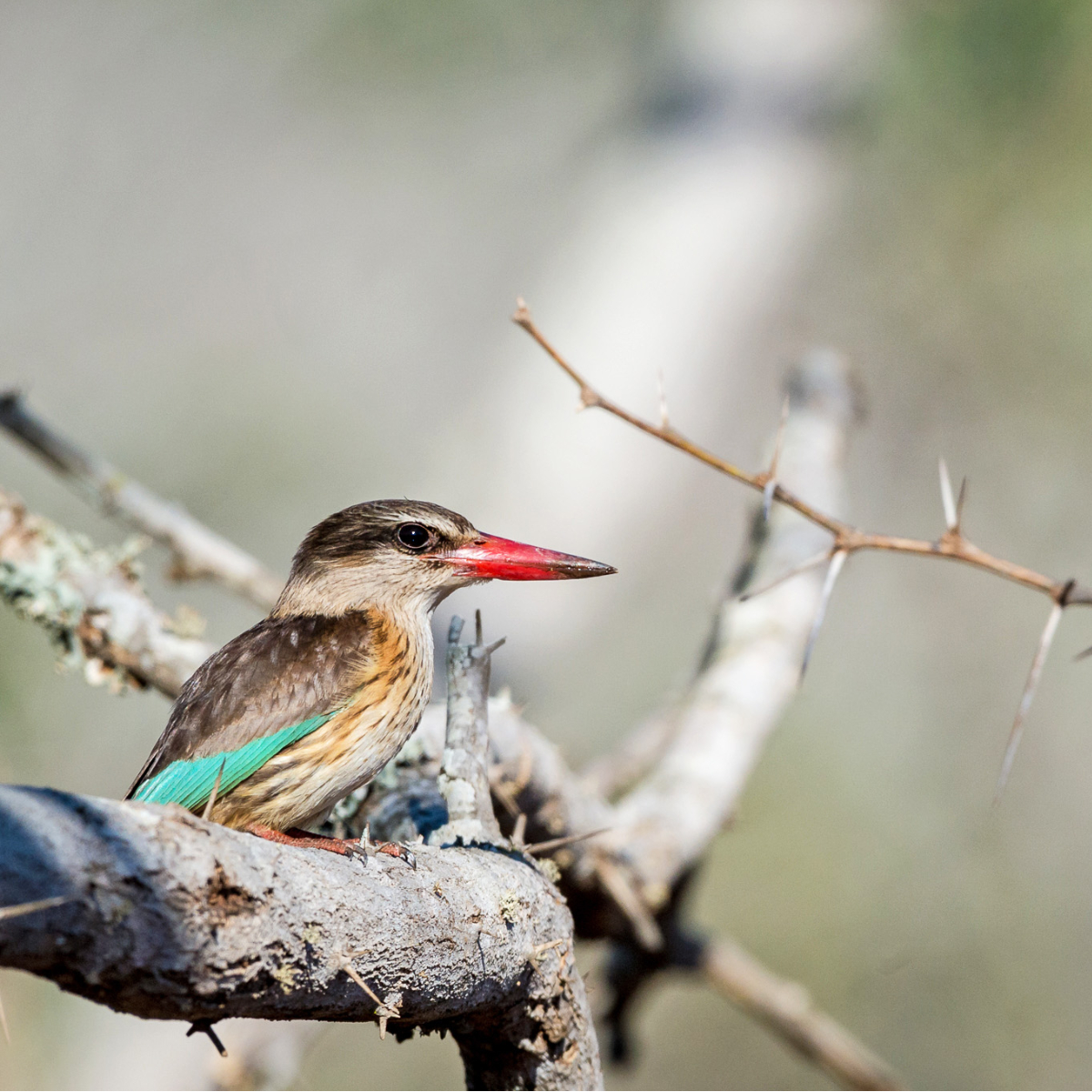 Bayete Zulu Lodge (24)