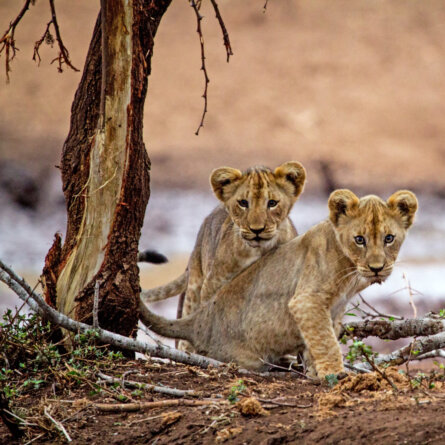 Bayete Zulu Lodge (3)
