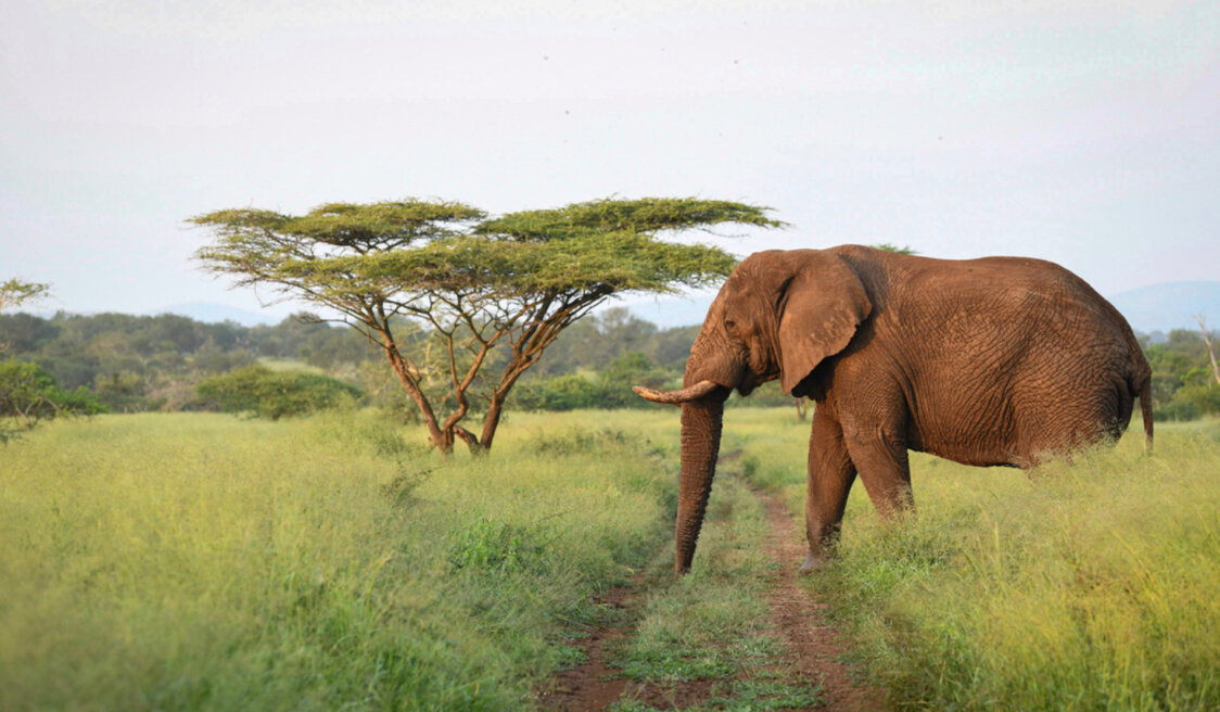 Mavela Game Lodge (2)