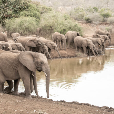 Mavela Game Lodge I Elephantenherde