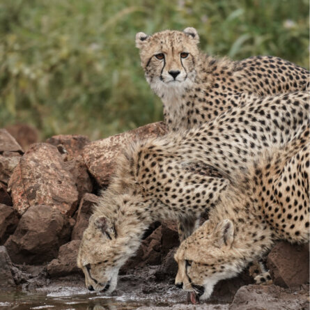 Mavela Game Lodge I Geparden