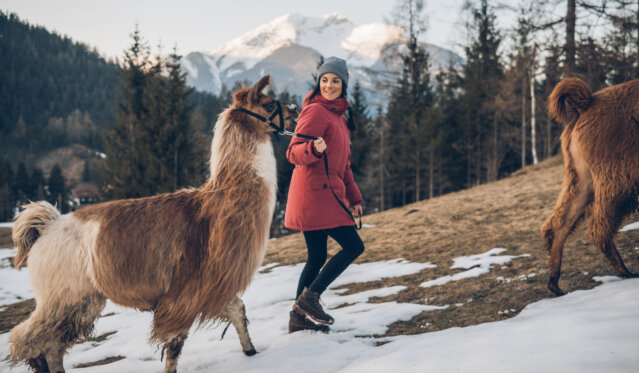 Lamawandern-in-der-Tiroler-Zugspitz-Arena_Tiroler-Zugspitz-Arena_C-Jorda (1) Lamawandern-in-der-Tiroler-Zugspitz-Arena_Tiroler-Zugspitz-Arena_C-Jorda (1)