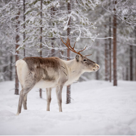 Octola Wilderness Lodge (13)