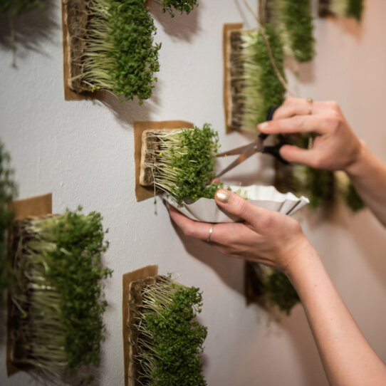 Wild and Root I Frühstück zum Selbstpflücken I 1