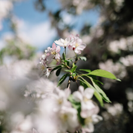 Forsterhof © Apfelblüte Der Forsterhof © Benjamin Pfitscher (3)